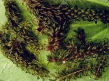 罗氏轮叶黑藻,水鳖科